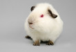 US-Teddy Himalaya  Meerschweinchen schaut seitlich