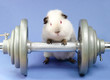 next gen pig, Himalayan US-Teddy workout
