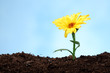 small flower isolated on light blue background