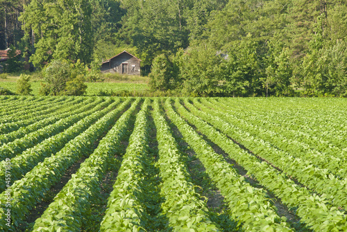 Photo: Cotton Field Cotton Field