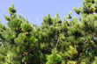 pine tree forest