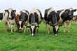 cattle of cows in meadow