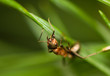 Ant - formica