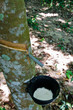 Tapping latex from a rubber tree