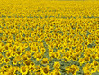 Foto: Sunflower field background Sunflower field background