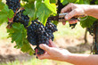 Grape harvest