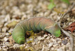 chenille
