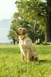 Beautiful puppy of retriever