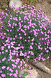 Foto: Federnelken - Dianthus plumarius Federnelken - Dianthus plumarius