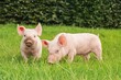 Ferkel auf Wiese