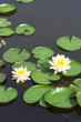 white lotus
