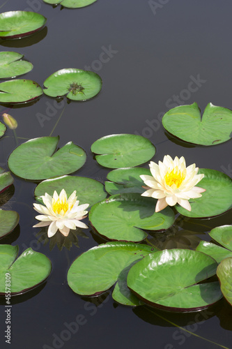 Photo: white lotus white lotus