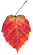 autumn red aspen leaf