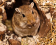 Mongolische Wüstenrennmaus (Meriones)
