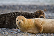 Kegelrobbe (Halichoerus grypus)