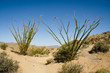 Joshua Tree National Park - Ocotillo