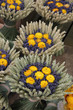 Foto: Dried bouquets Dried bouquets