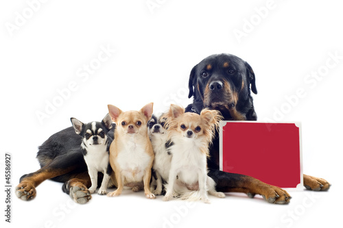 Photo: rottweiler and chihuahuas rottweiler and chihuahuas