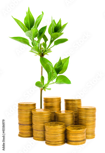 Photo: Money and plant Money and plant