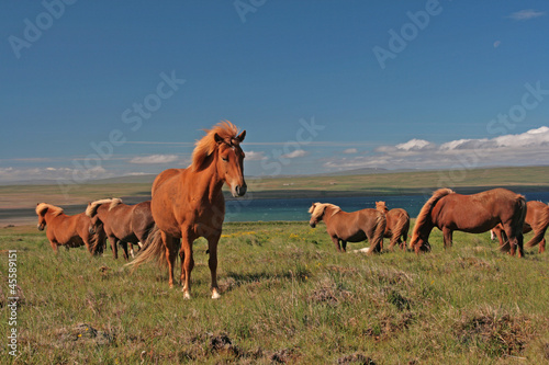 Photo: Islandpferde Islandpferde