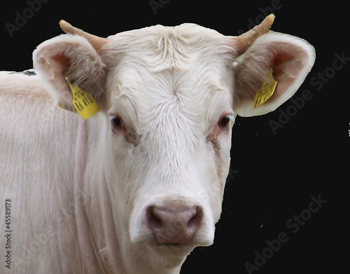 Photo: Milchkuh Milchkuh