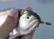 Foto: Sea predatory fish Sea predatory fish