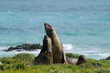 Photo: Elephant Seal fighting Elephant Seal fighting