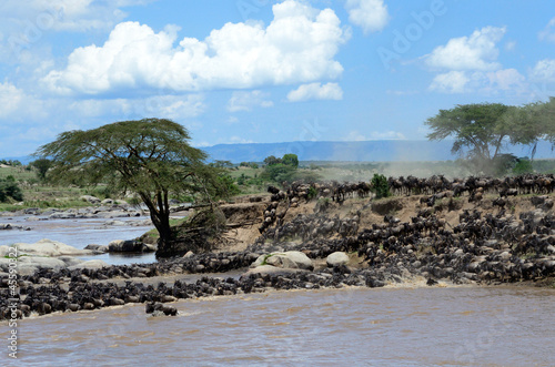 Photo: Wildebeest migration crossing the Mara River Wildebeest migration crossing the Mara River