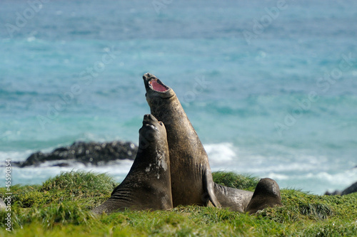 Photo: Elephant Seal fighting Elephant Seal fighting