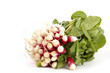Photo: radis bio radis bio