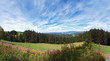 schwarzwald im sommer