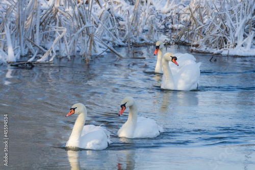 Photo: White swans in the river at cold winter White swans in the river at cold winter