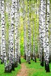 First days of autumn in birch grove