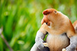 Proboscis monkey