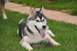 Siberian Husky