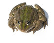 Wasserfrosch, Teichfrosch, Rana esculenta