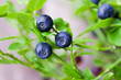 Blueberries
