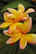 Wachsblume