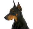 guard dog