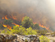 Incendio forestal