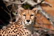 Guépard (Acinonyx jubatus)