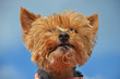 Süßer Yorkshire Terrier