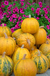 arrangement with yellow pumpkins and pink flowers