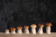 Foto: Steinpilzreihe Steinpilzreihe