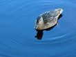 Duck on pure blue water. Bohemian Forest, EU.
