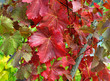 Weinlaub im Herbst