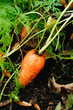 Foto: Karotten aus eigenem Anbau Karotten aus eigenem Anbau