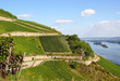 Weinberge am Rhein - Vineyard at rhine river
