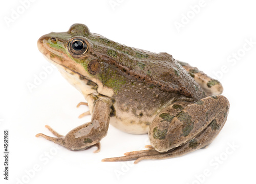 Photo: Green frog isolated Green frog isolated