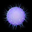 Illustration: Sperm Fertilizing Egg Sperm Fertilizing Egg